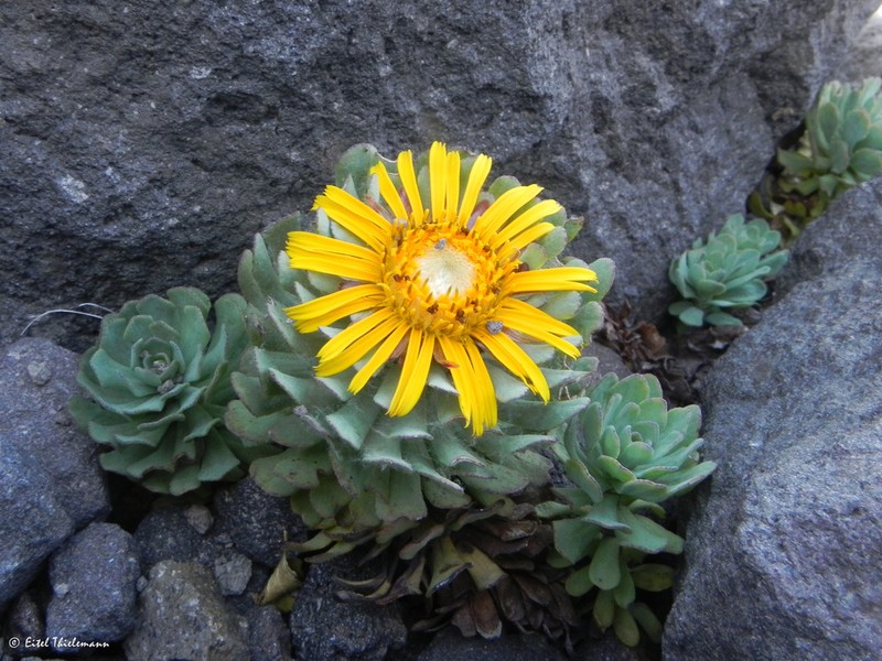 Chaetanthera callaquiensis photo 8
