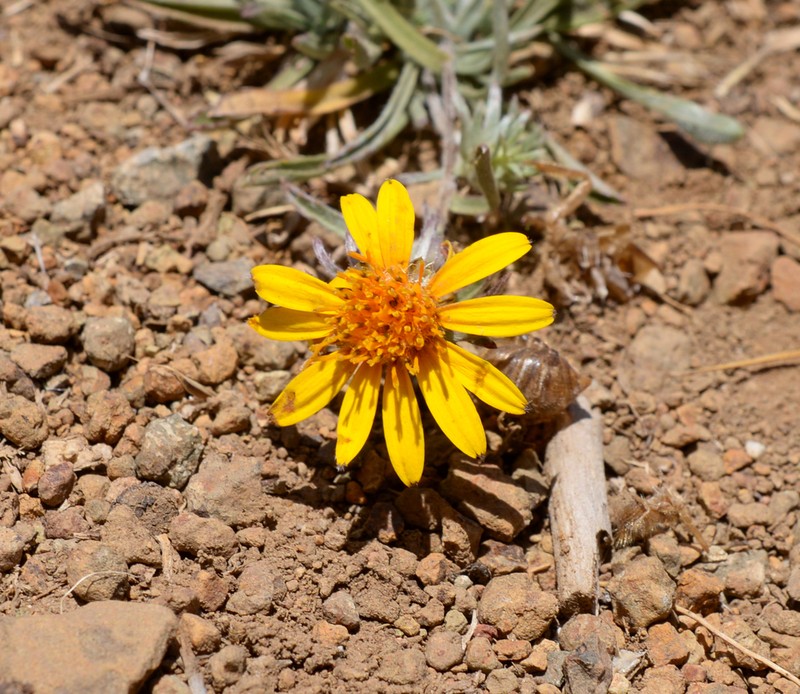 Chaetanthera chilensis