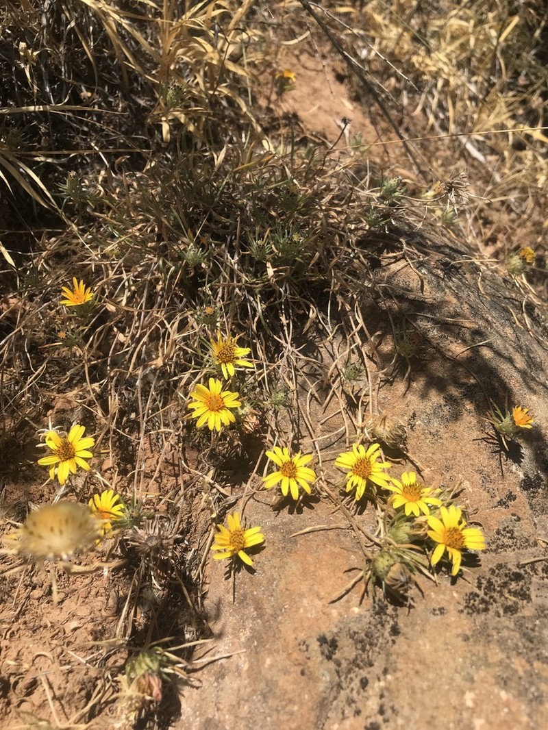 Chaetanthera chilensis photo 3