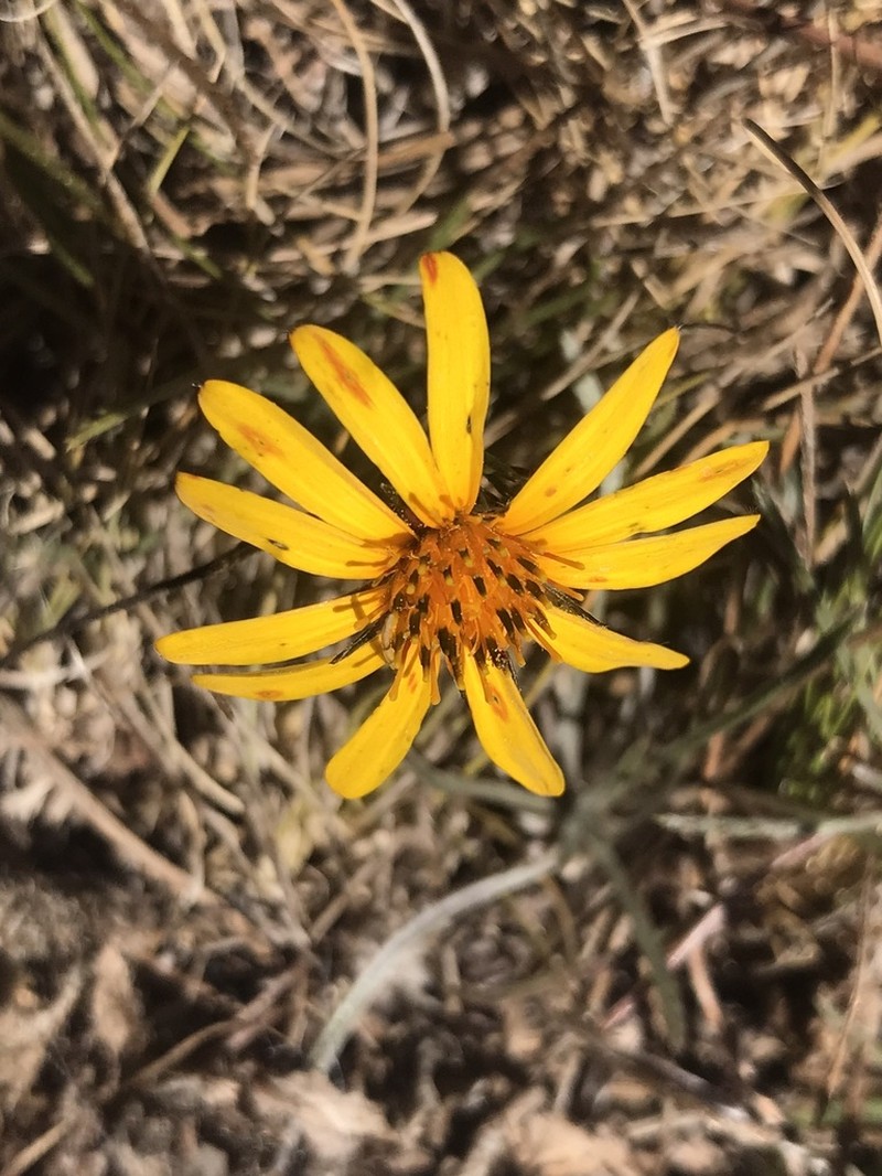 Chaetanthera chilensis photo 4