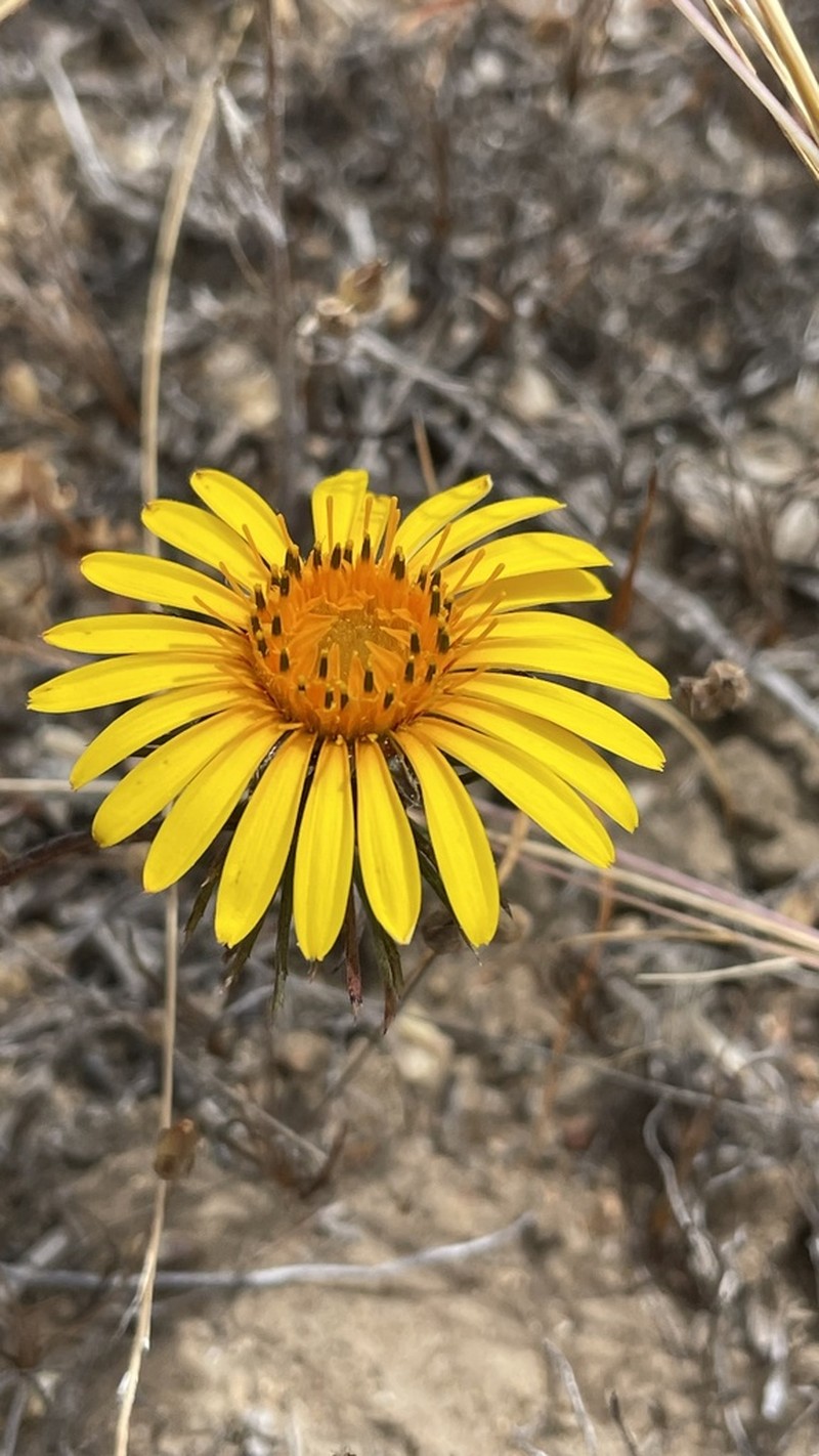 Chaetanthera chilensis photo 5