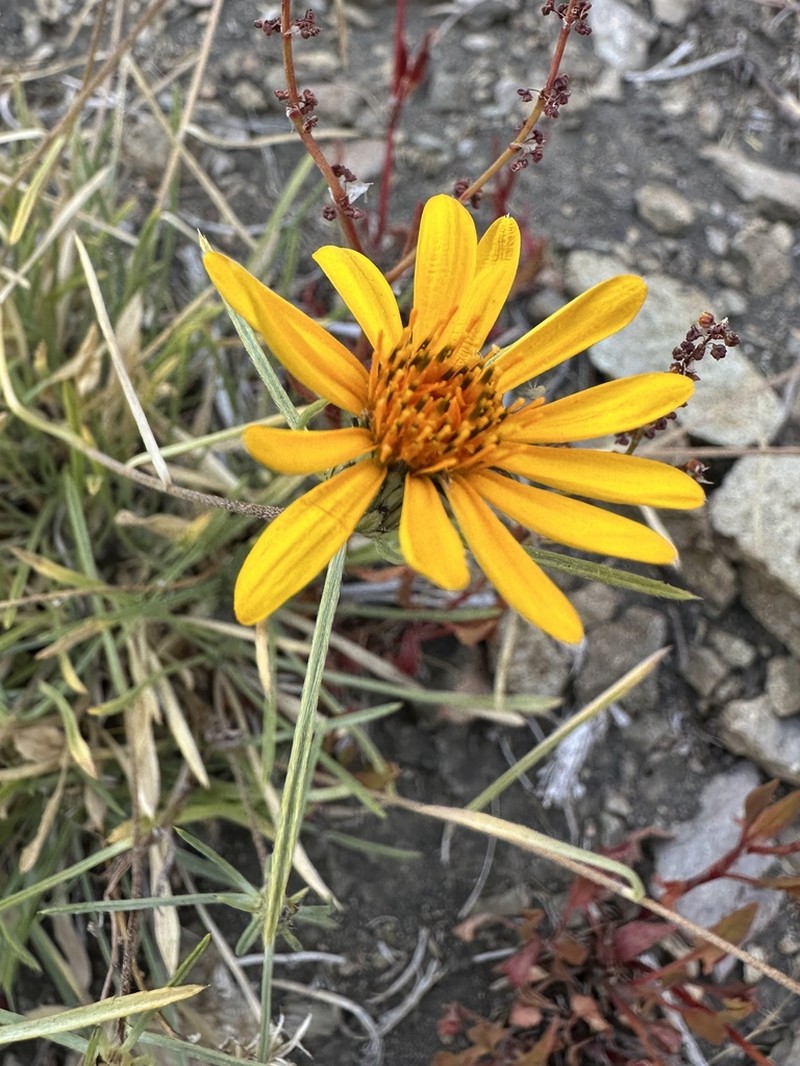 Chaetanthera chilensis photo 6