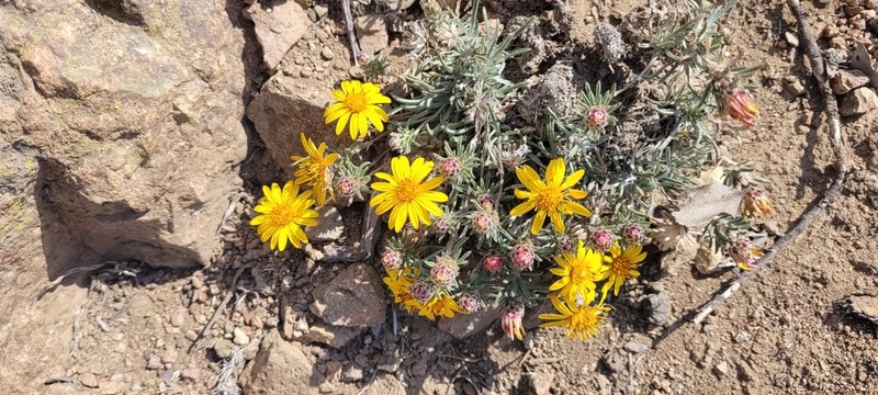Chaetanthera chilensis photo 7