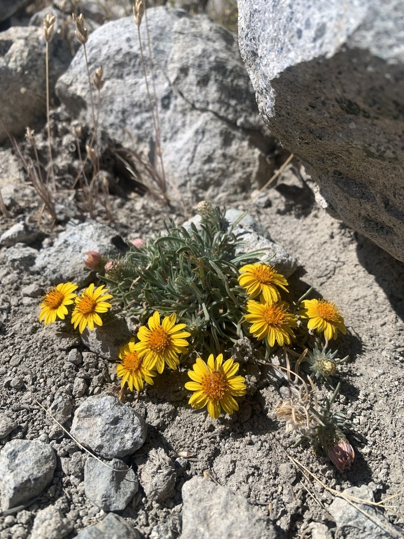 Chaetanthera chilensis photo 8