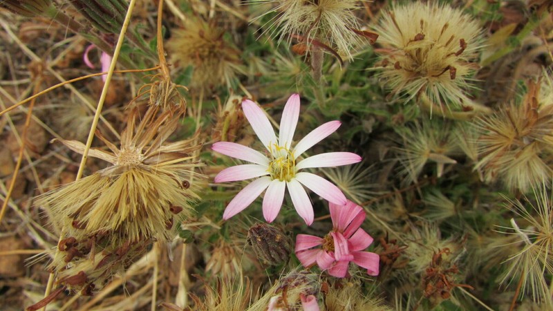 Chaetanthera ciliata