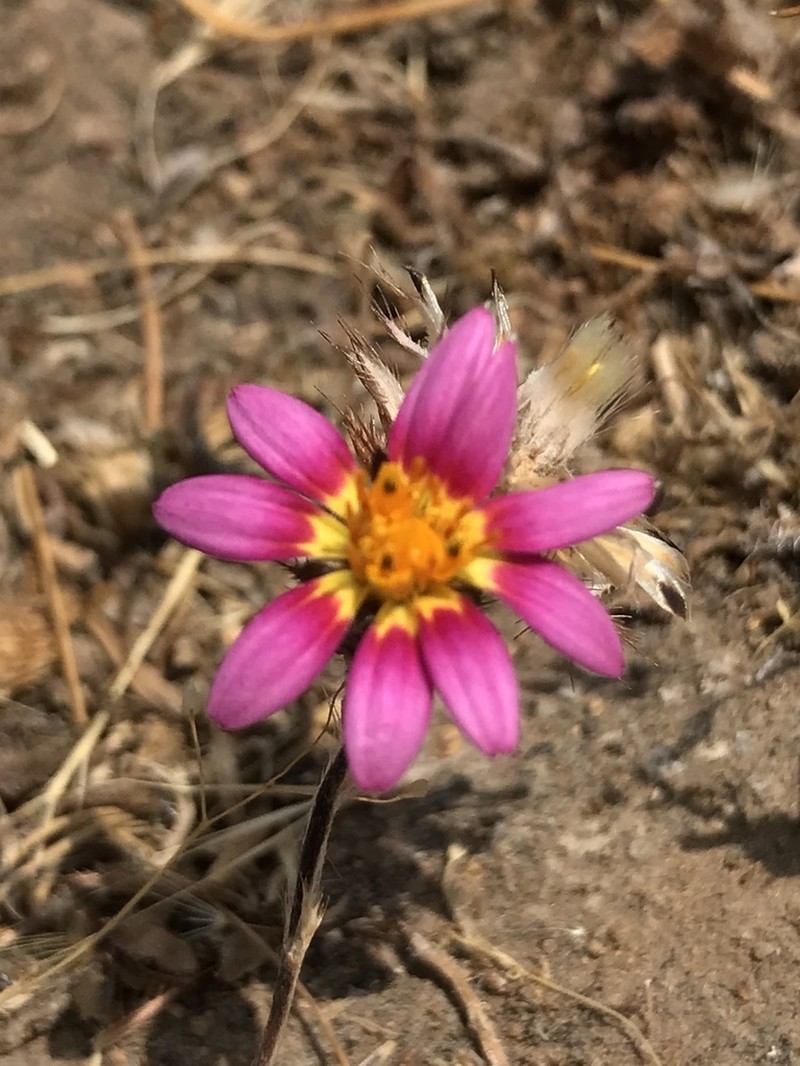 Chaetanthera ciliata photo 2