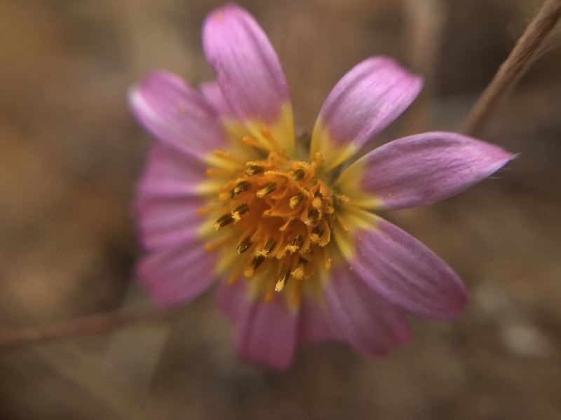 Chaetanthera ciliata photo 3