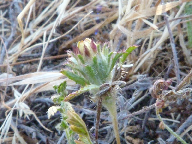 Chaetanthera ciliata photo 4