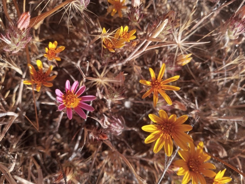 Chaetanthera ciliata photo 5