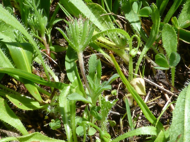 Chaetanthera ciliata photo 6