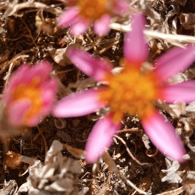 Chaetanthera ciliata photo 7