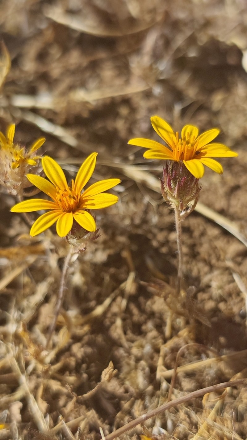Chaetanthera ciliata photo 8