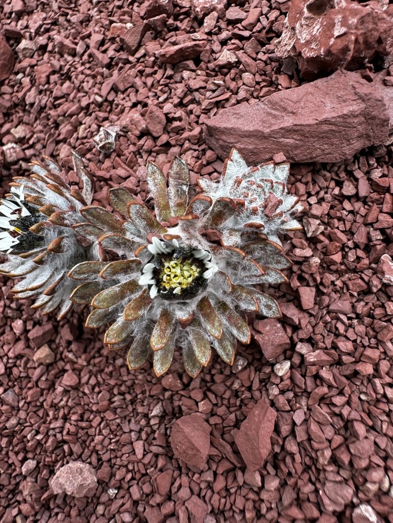 Chaetanthera cochlearifolia photo 2