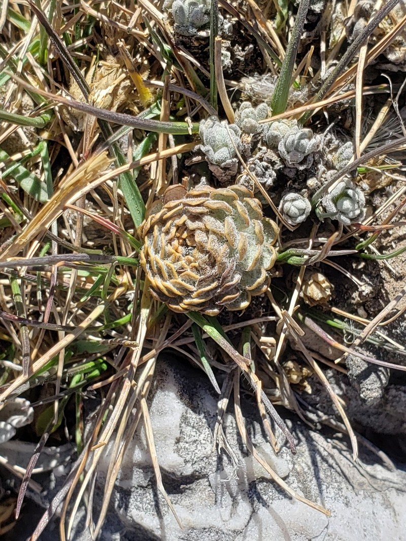Chaetanthera cochlearifolia photo 3