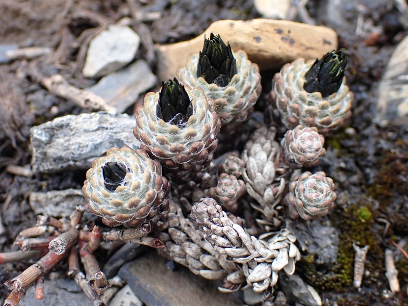 Chaetanthera cochlearifolia photo 5