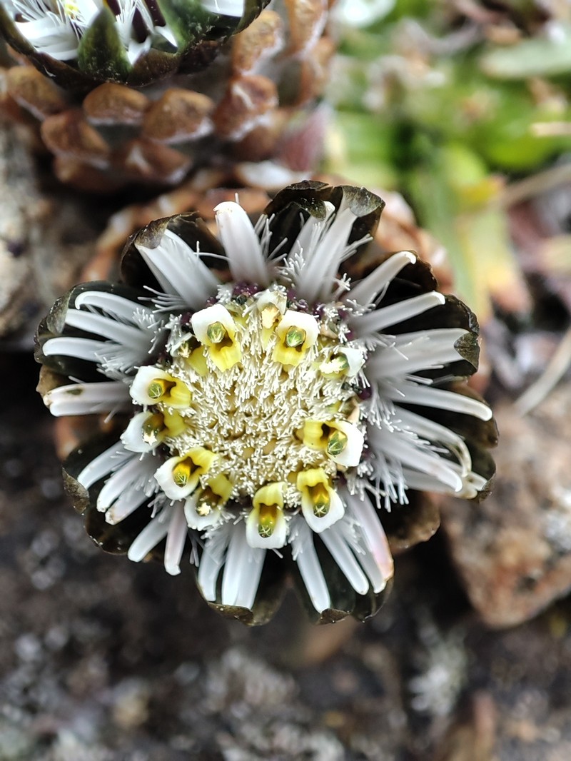 Chaetanthera cochlearifolia photo 6