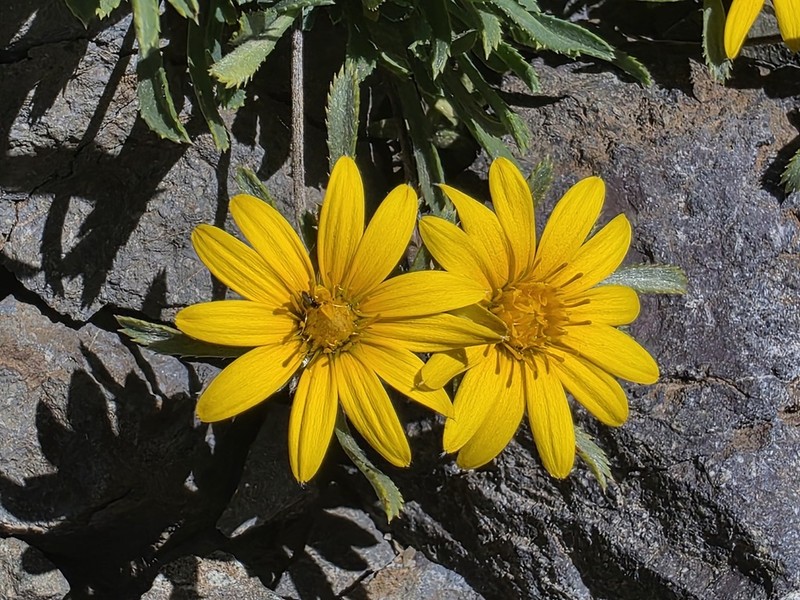 Chaetanthera elegans