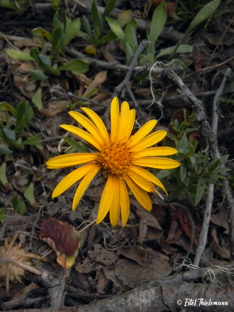 Chaetanthera elegans photo 2