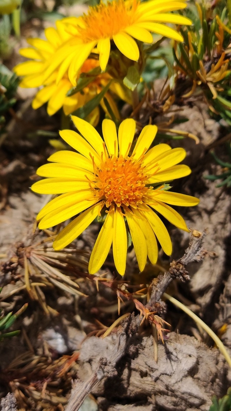 Chaetanthera elegans photo 3