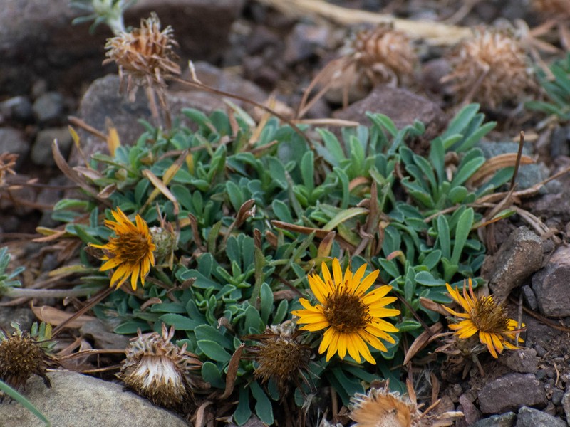 Chaetanthera elegans photo 4