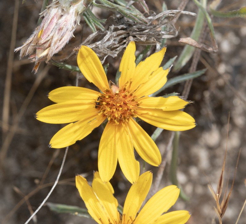 Chaetanthera elegans photo 5