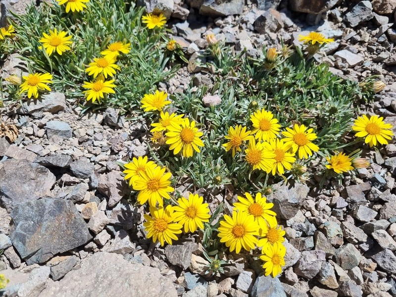 Chaetanthera elegans photo 6