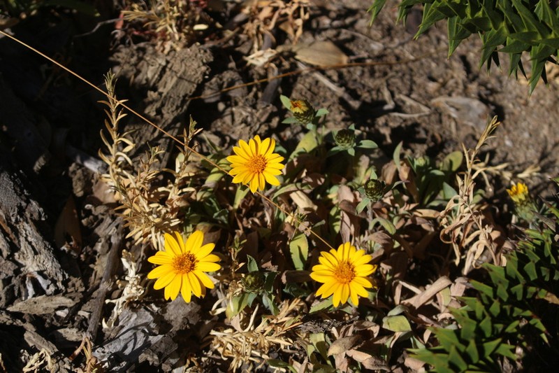 Chaetanthera elegans photo 8