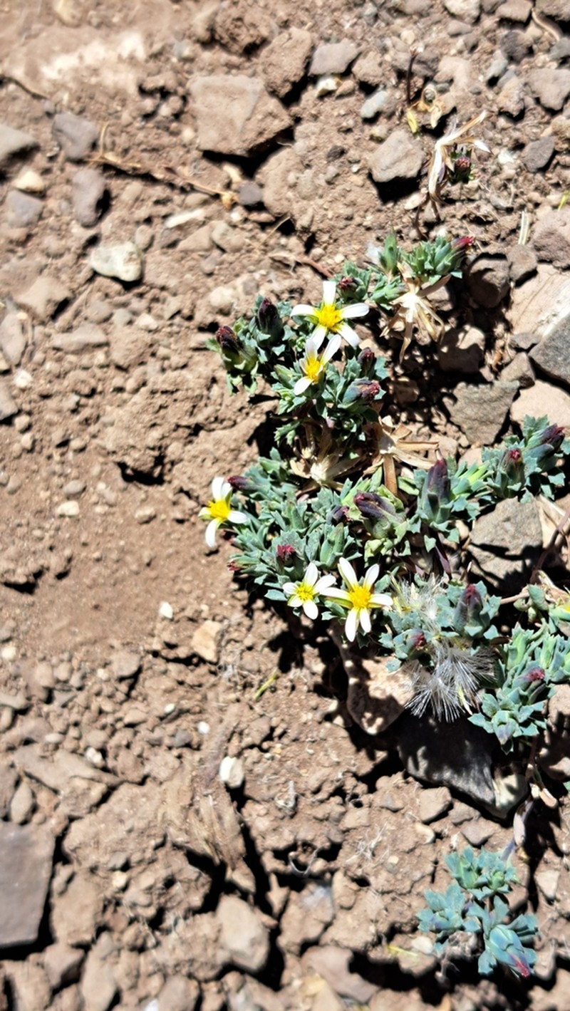 Chaetanthera euphrasioides photo 2