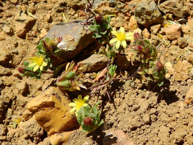 Chaetanthera euphrasioides photo 3