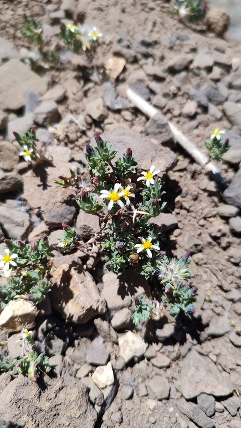 Chaetanthera euphrasioides photo 4
