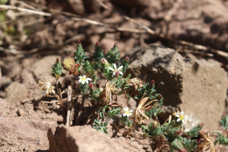 Chaetanthera euphrasioides photo 5