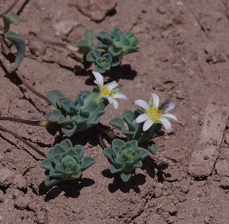 Chaetanthera euphrasioides photo 6