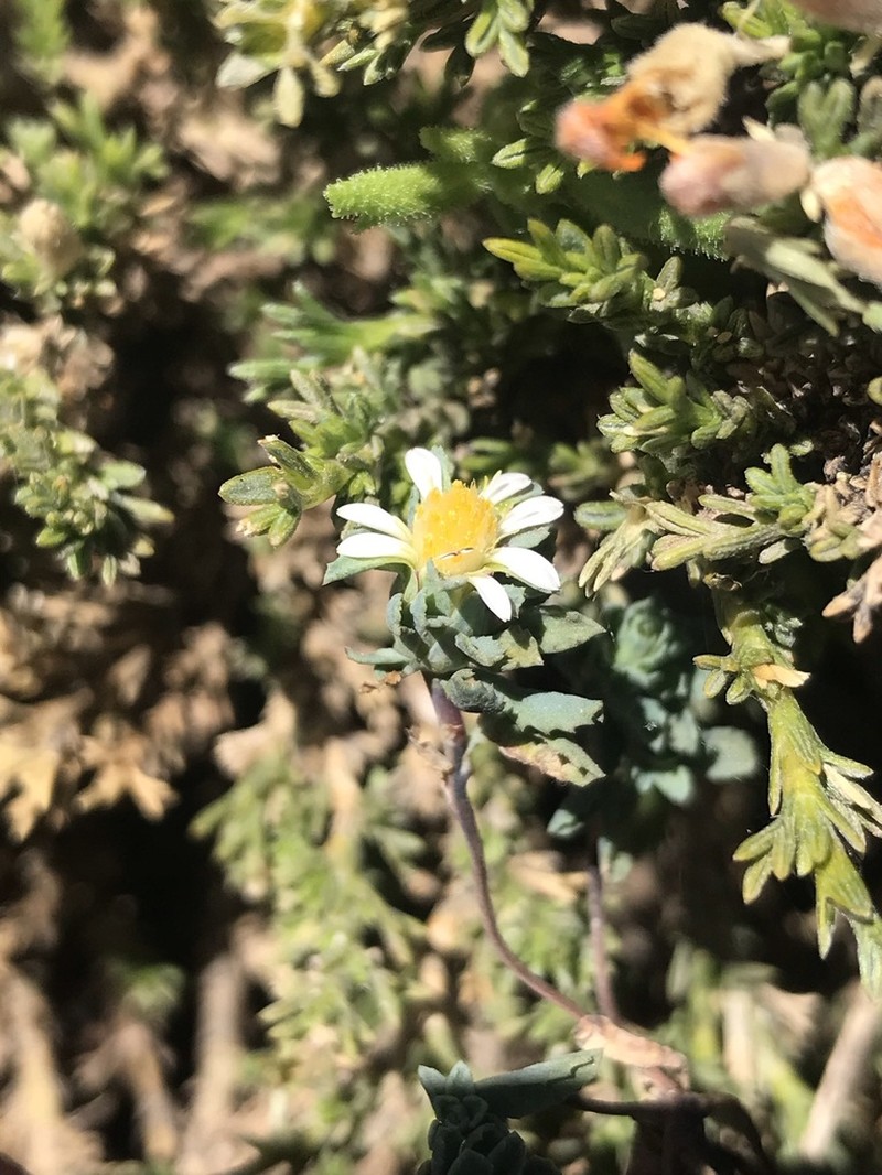 Chaetanthera euphrasioides photo 7