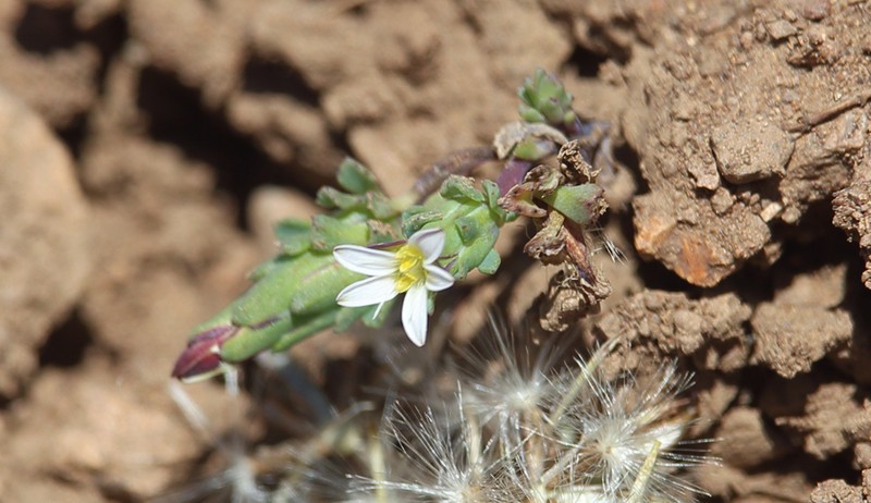Chaetanthera euphrasioides photo 8