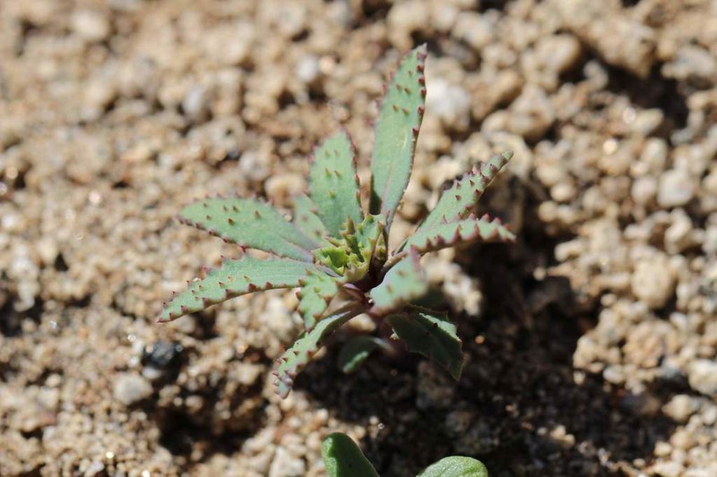 Chaetanthera flabellata
