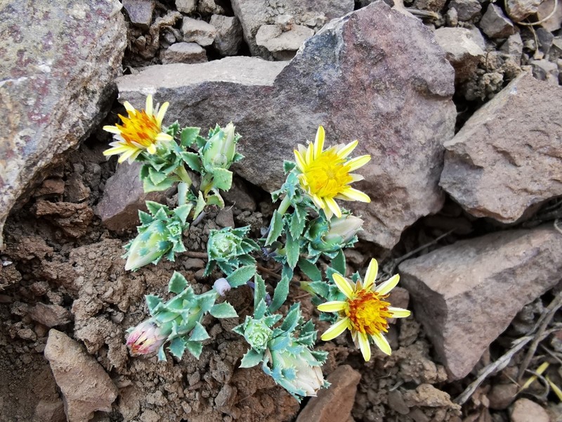 Chaetanthera flabellata photo 2