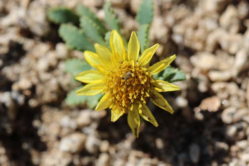 Chaetanthera flabellata photo 4