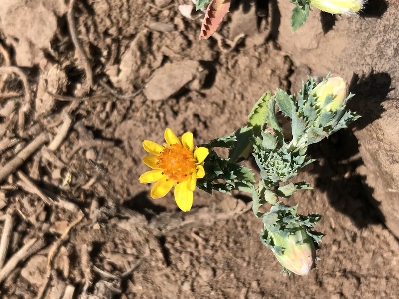 Chaetanthera flabellata photo 5
