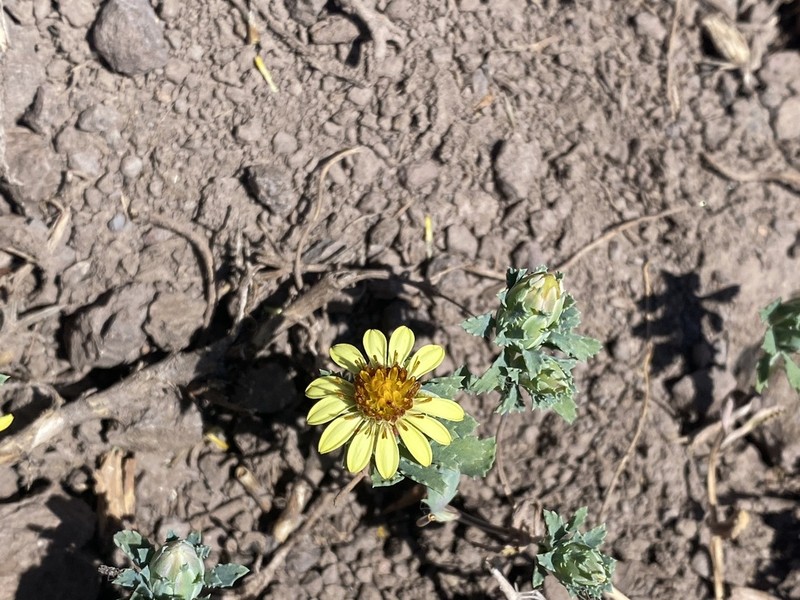 Chaetanthera flabellata photo 6