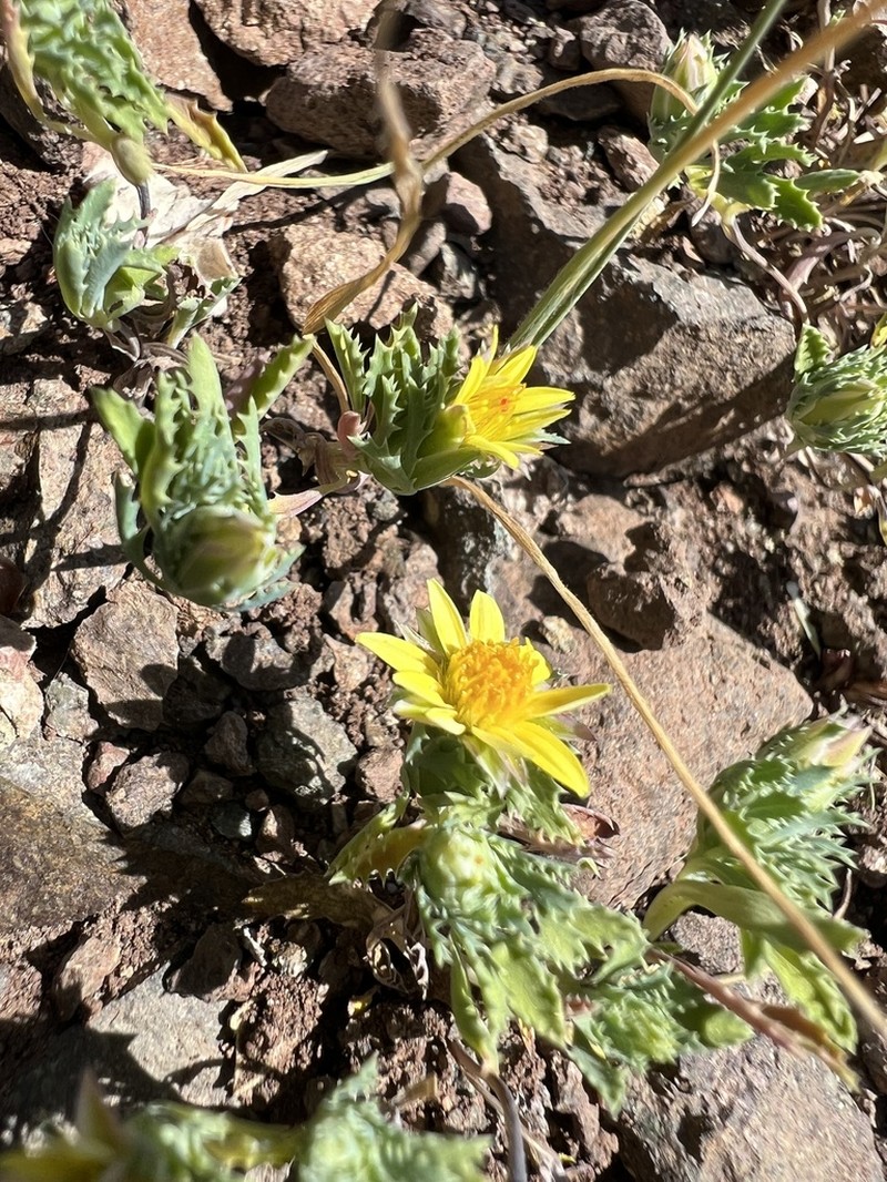 Chaetanthera flabellata photo 7