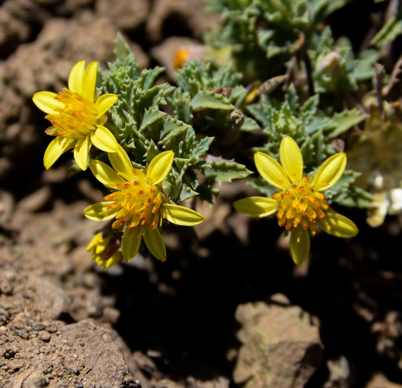 Chaetanthera flabellata photo 8