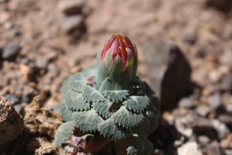 Chaetanthera flabellifolia