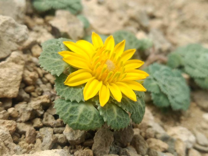 Chaetanthera flabellifolia photo 2