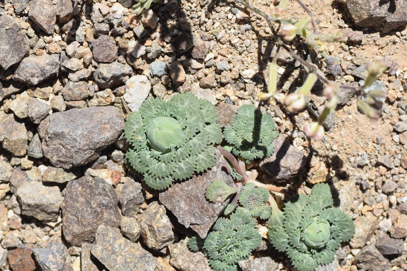 Chaetanthera flabellifolia photo 3