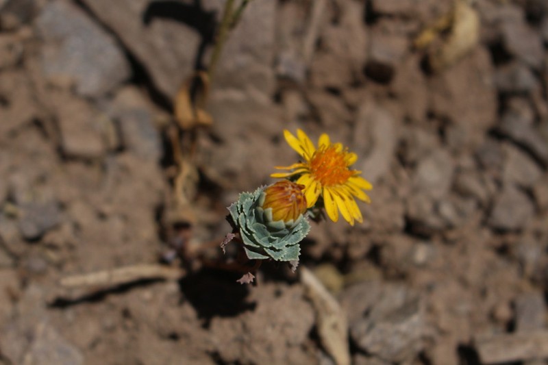 Chaetanthera flabellifolia photo 4