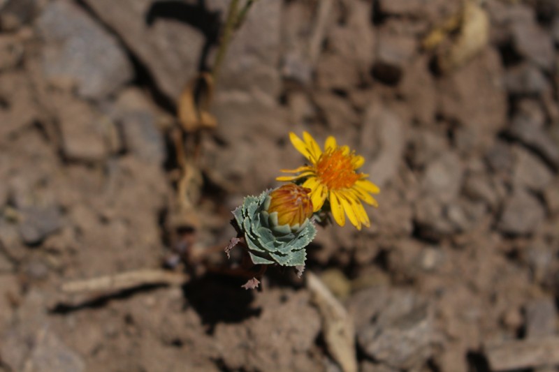 Chaetanthera flabellifolia photo 8