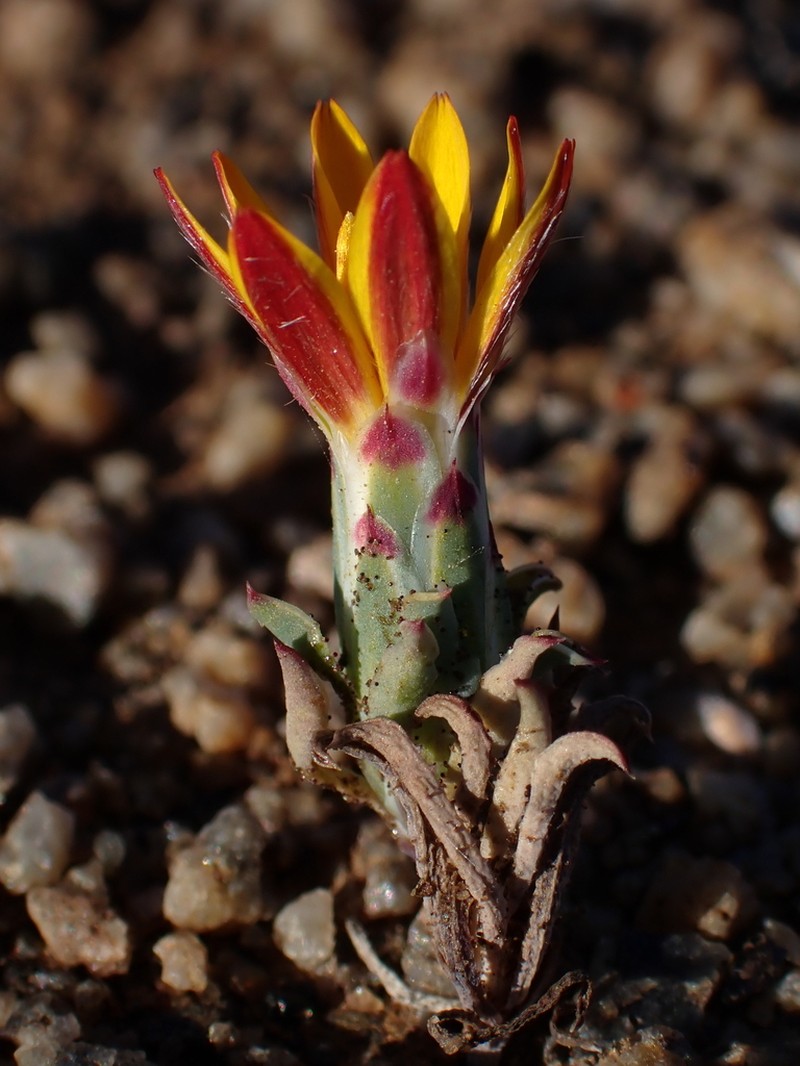 Chaetanthera frayjorgensis