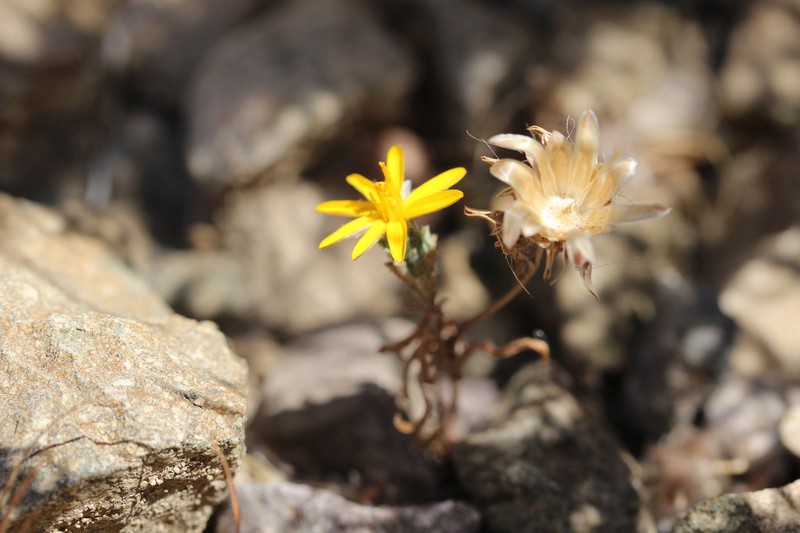 Chaetanthera frayjorgensis photo 2