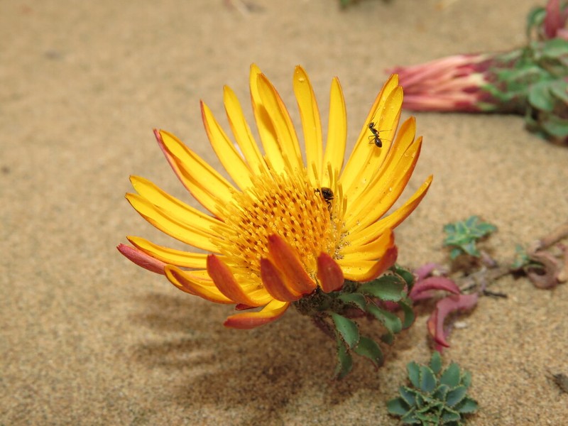 Chaetanthera frayjorgensis photo 3