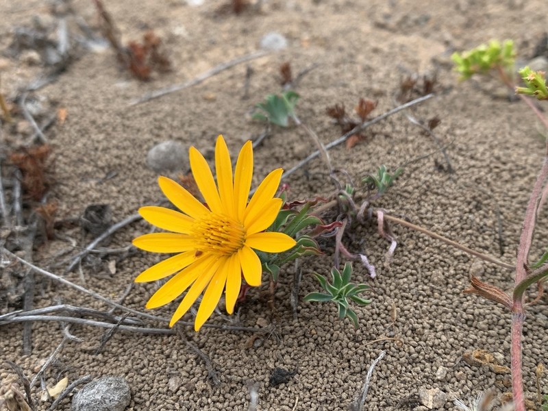 Chaetanthera frayjorgensis photo 4